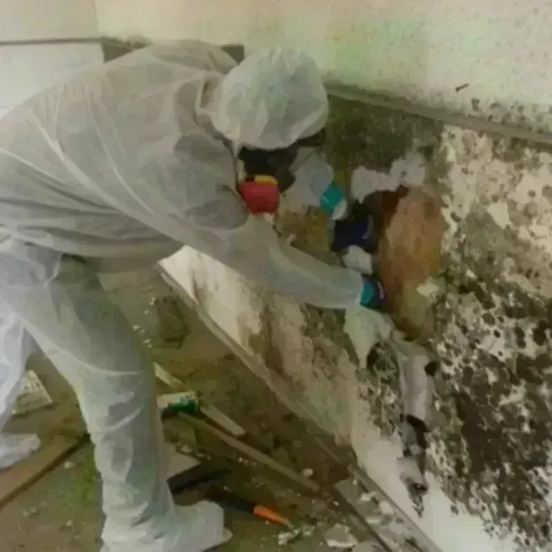 Mold Remediation and Removal in La Feria, TX